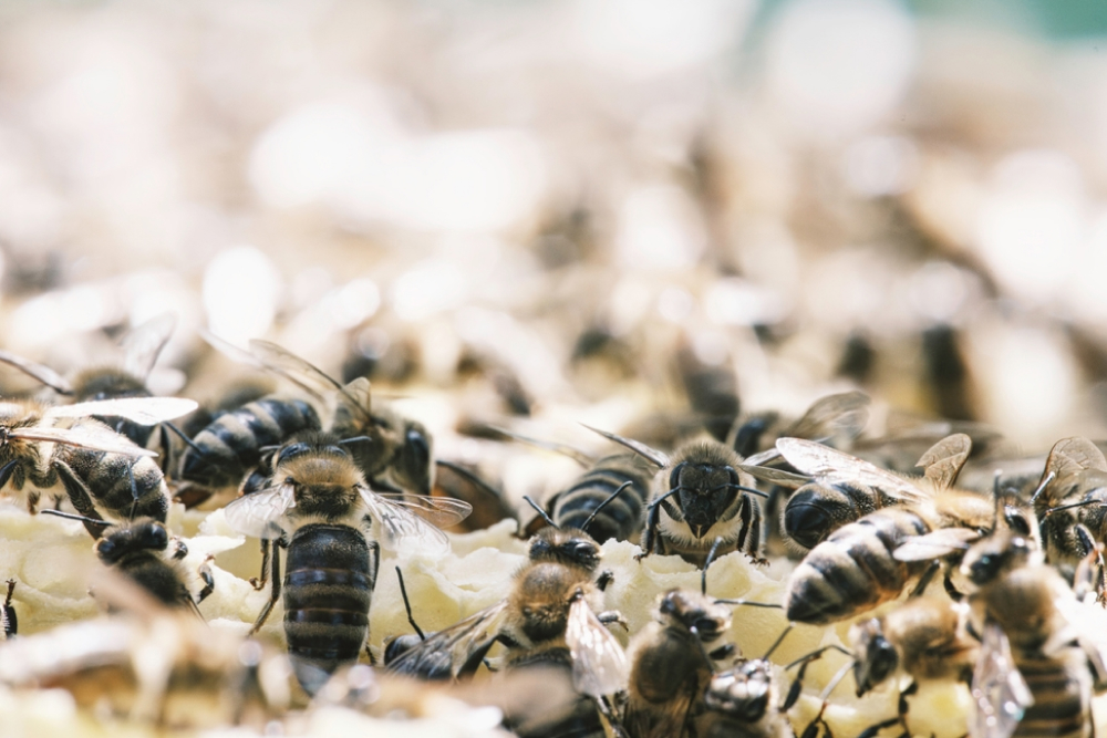 ¿Qué debes hacer para alimentar a las abejas  en otoño?